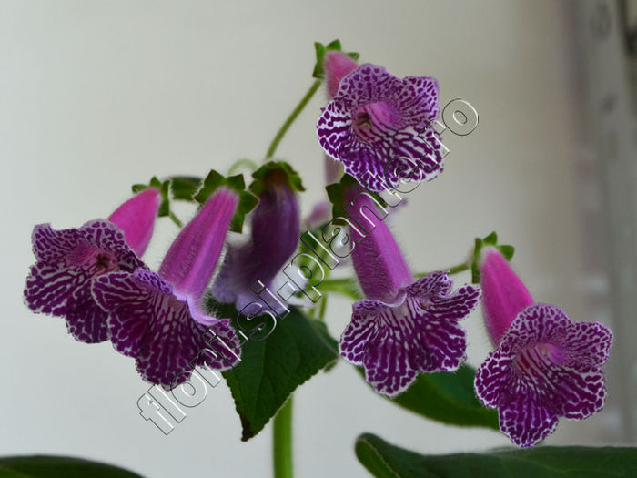 Kohleria Isabell (ni)