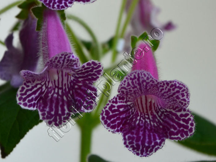 Kohleria Isabell (ni)