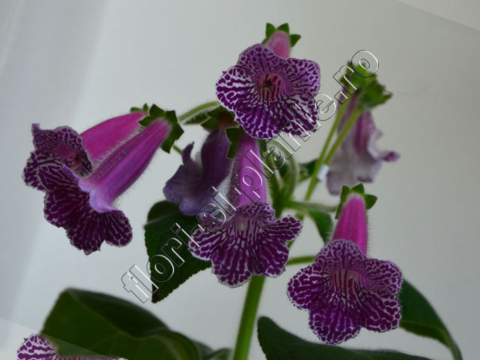 Kohleria Isabell (ni)