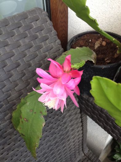 image - Epiphyllum