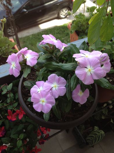 image - vinca rosea-trandafir de Madagascar-nu mai am