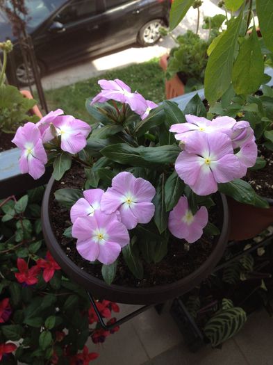 image - vinca rosea-trandafir de Madagascar-nu mai am