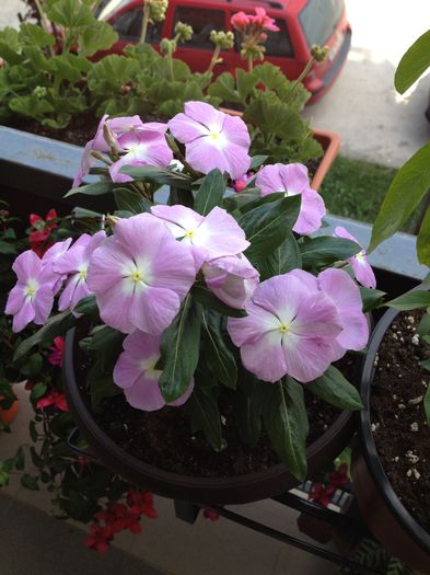 image - vinca rosea-trandafir de Madagascar-nu mai am