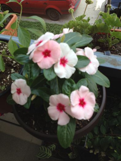 image - vinca rosea-trandafir de Madagascar-nu mai am