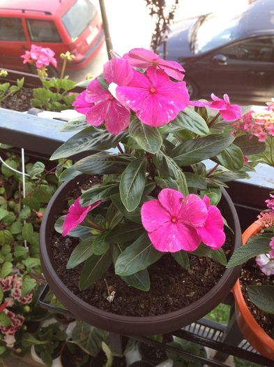 image - vinca rosea-trandafir de Madagascar-nu mai am