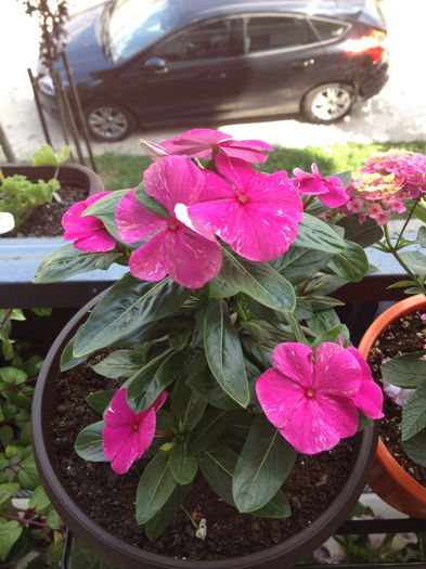 image - vinca rosea-trandafir de Madagascar-nu mai am