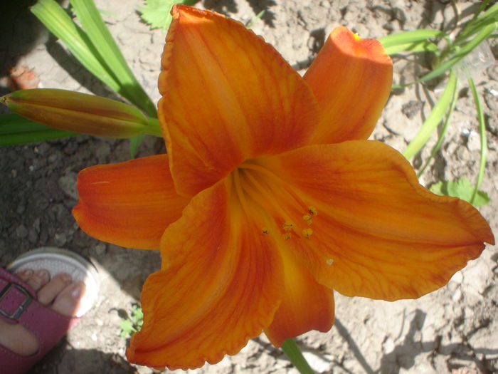 Pardon Me - hemerocallis 2014