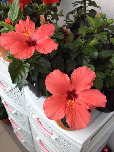 image - hibiscusi