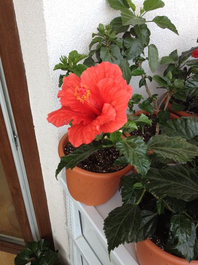 image - hibiscusi