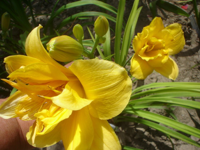 Little Carnation - hemerocallis 2014