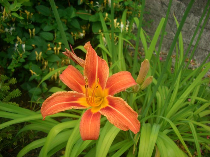 CIMG0008