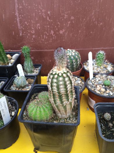 image - 4 Cactusi-Cactuses