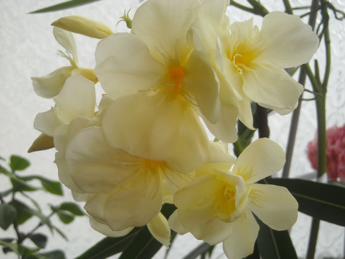 Oasis - 0 Zambetul florilor