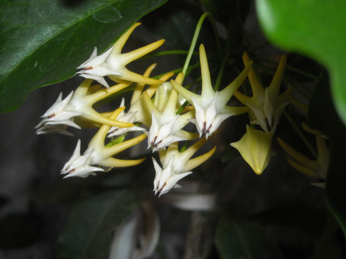Hoya multiflora - 0 Zambetul florilor