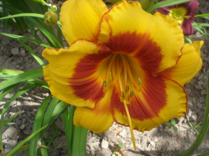 Fooled Me - hemerocallis 2014