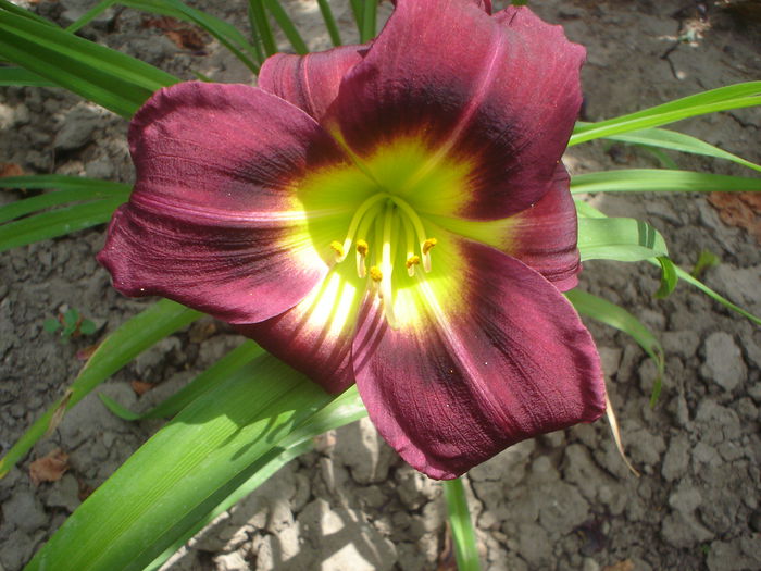 Night Beacon - hemerocallis 2014