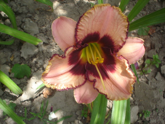 Blueberry Candy - hemerocallis 2014