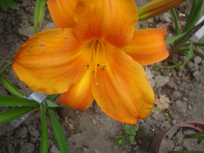 Pardon Me - hemerocallis 2014