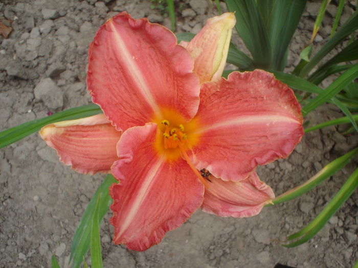 Pretty Fancy - hemerocallis 2014