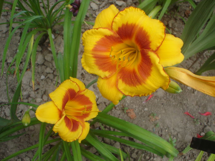 Fooled Me - hemerocallis 2014