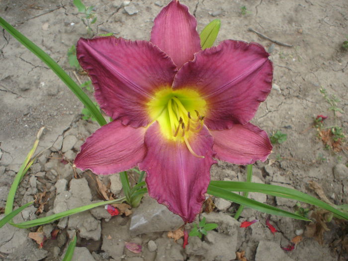 Silent Sentry - hemerocallis 2014