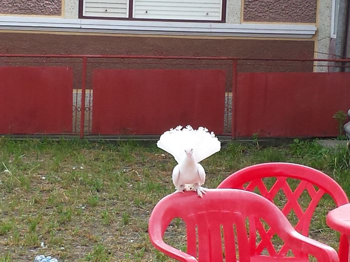 Jucator Siberian - pui 2014