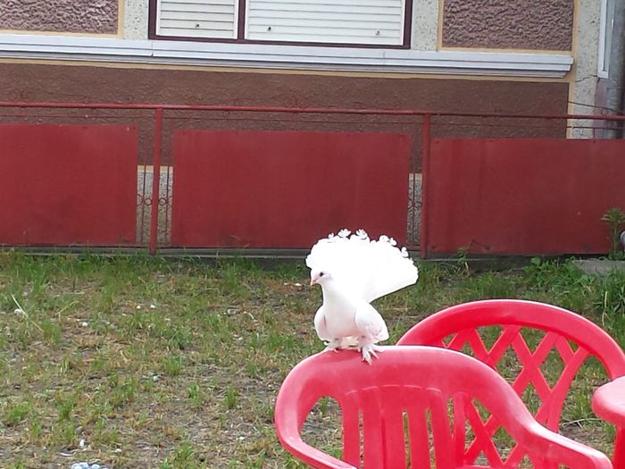 Jucator Siberian - pui 2014