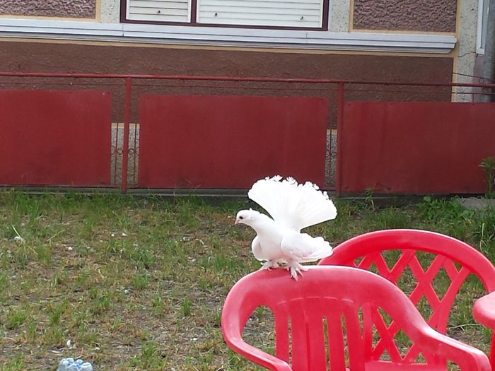 Jucator Siberian - pui 2014