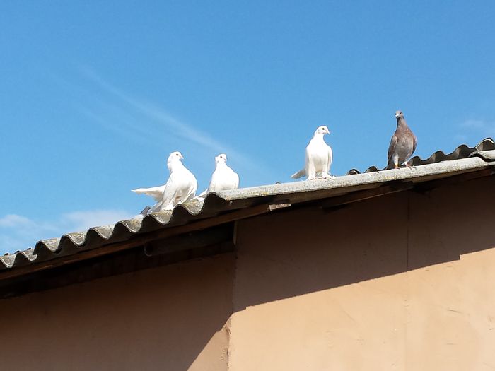 Jucatori Siberieni - pui 2014