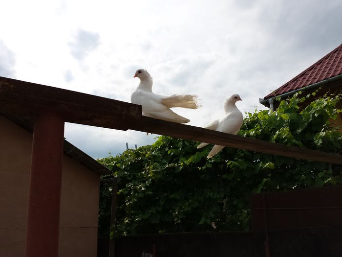 Jucatori Siberieni - pui 2014