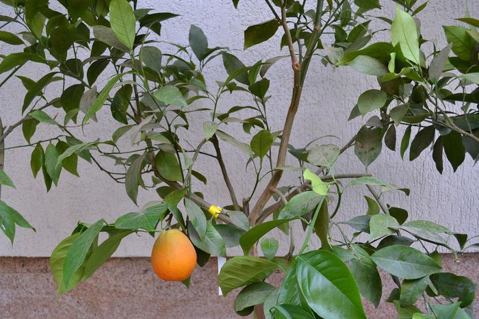 10 - Vand lamai altoiti potocali mandarini lime Citrice