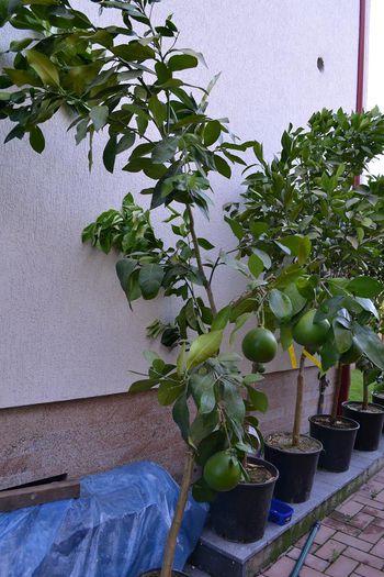 12; pomelo
