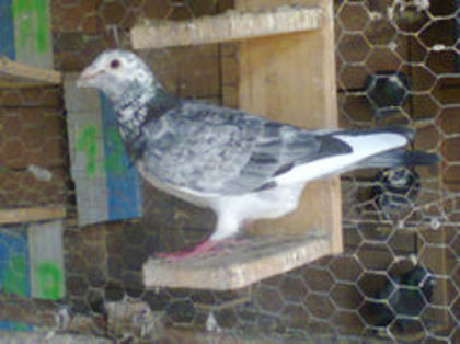 M 2012 RO - PORUMBEI CARE IAM VANDUT