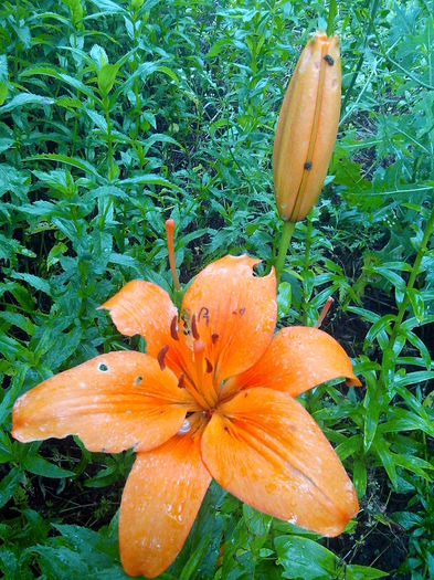 IMG_20140621_145524 - CRINI