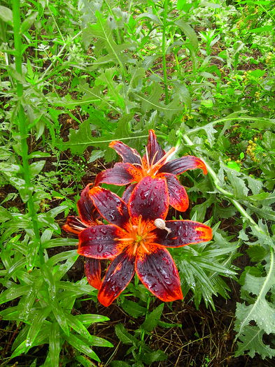 IMG_20140621_145529 - CRINI