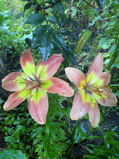 IMG_20140621_145636 - CRINI