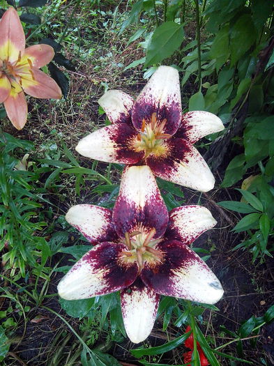 IMG_20140621_145639 - CRINI