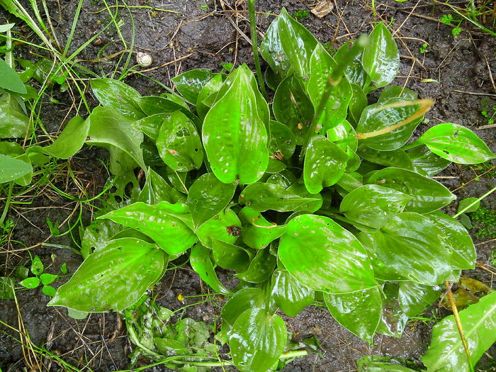 IMG_20140621_145748 - HOSTA 2014