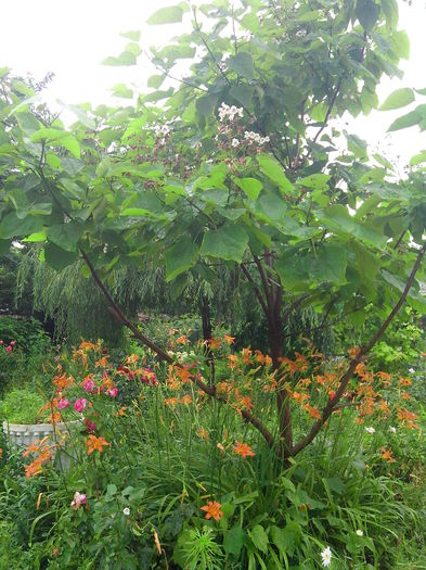 catalpa si hemerocalis