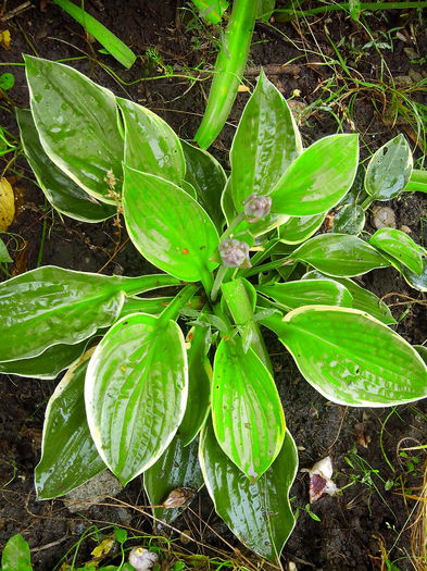 IMG_20140621_150222 - HOSTA 2014