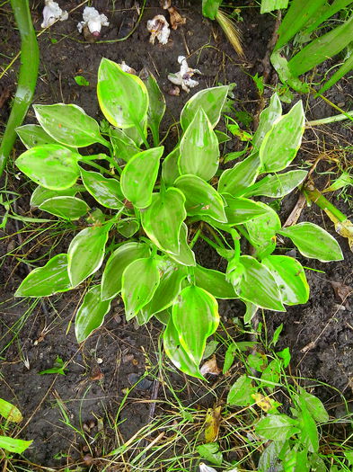 IMG_20140621_150256 - HOSTA 2014