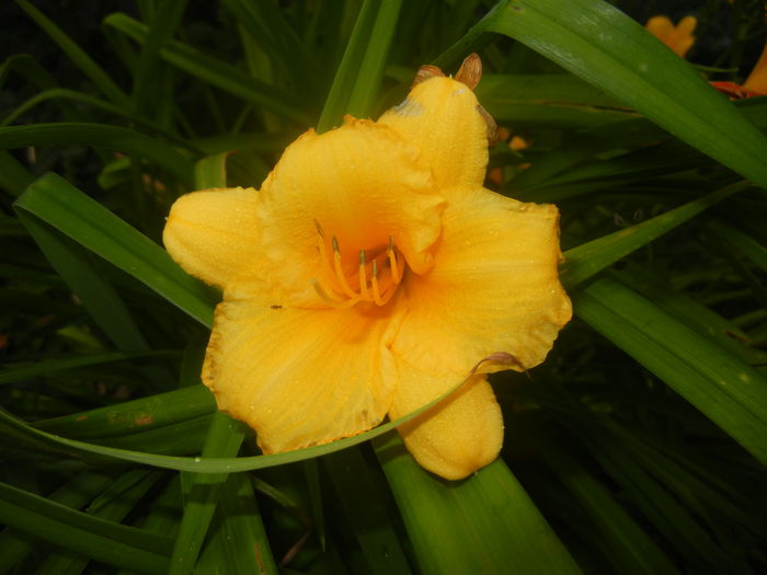 Hemerocallis Stella de Oro (2014, Jun.15) - Hemerocallis Stella de Oro
