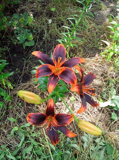 IMG_20140622_143700 - CRINI