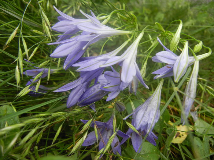 Triteleia laxa Queen Fabiola (2014,Jun.14)