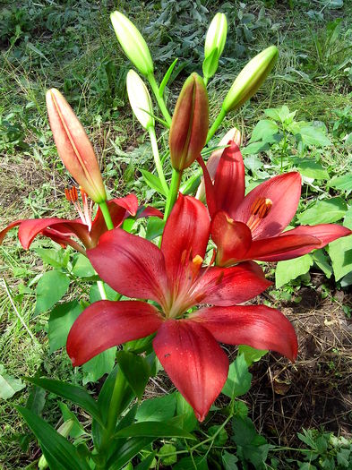 IMG_20140622_143721 - CRINI