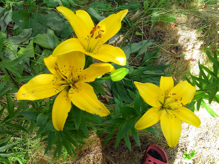 IMG_20140622_143810 - CRINI