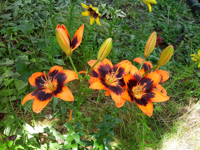 IMG_20140622_143801 - CRINI