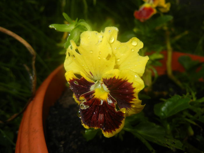 Pansy (2014, June 14) - PANSY_Viola x wittrockiana
