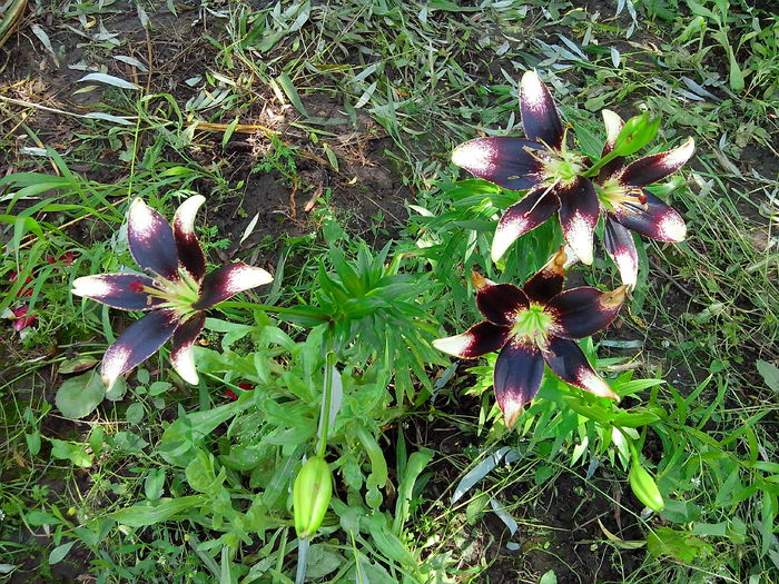 IMG_20140622_144111 - CRINI