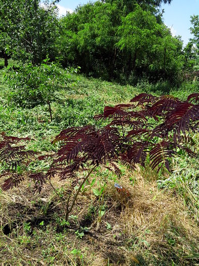 IMG_20140622_144707 - ARBUSTI SI POMI FRUCTIFERI